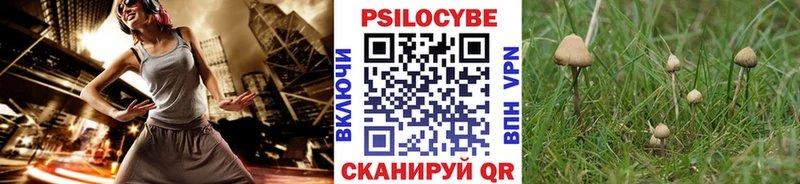 Купить  Белая Холуница  Галлюциногенные грибы Psilocybe 